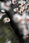 IMG_1957.jpgre_resize