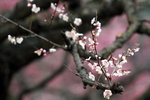 IMG_2023.jpgre_resize