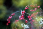 IMG_2127.jpgre_resize