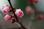 IMG_2207.jpgre_resize