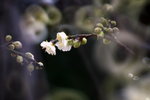 IMG_2515.jpgre_resize