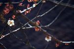 _MG_3000_resize