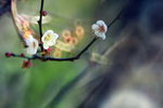 _MG_3015_resize