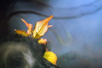 _MG_3036_resize