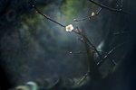 _MG_3038_resize