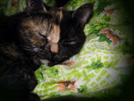 DSC08340i