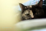 IMG_1446i