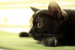 IMG_1452i