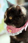 ?? -IMG_4243i