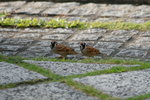IMG_1557_resize