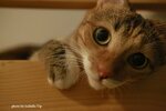 12928299_10153626639572545_3059210783754100689_n