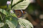 IMG_2386