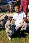 dogs
