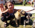 dogs(horse jumping show)