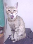 IMG0016A