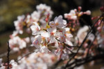 20090326-DSC_0922