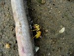 IMG_8810a