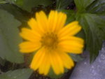 A_Daisy