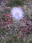 A_dandelion