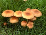 Mushroom