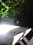 Spider_II