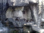 monkeys