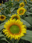 sunflowers