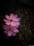 011
