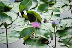 HLM_5033