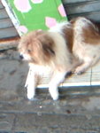JOEY023