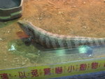 斜紋藍舌蜥