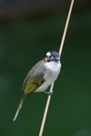 IMG_6131