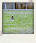 DSCF0249-pola
