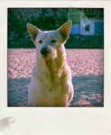 DSCF6217-pola