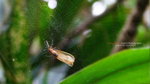 DSCF2447