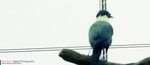DSCF0699