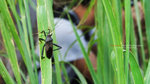 namsangwai_4