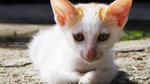 namsangwai_cat1
