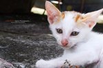 namsangwai_cat2