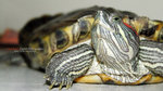 turtle1