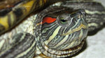 turtle2