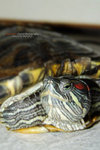 turtle3