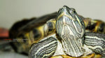 turtle4