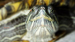 turtle5