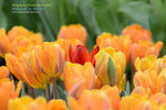 DSC_1283_copy