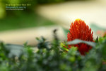 DSC_1320_copy