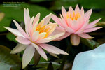 DSC_1323_copy