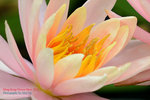 DSC_1333_copy