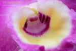 DSC_1341_copy