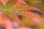 DSC_1361_copy